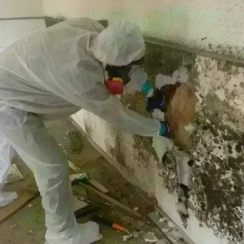 Mold Remediation and Removal in Manteno, IL